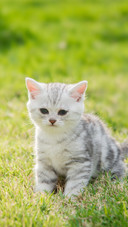 Cute American Shorthair Kitten Standing And Looking on Grass