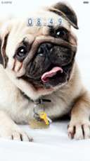 cute_ugly_pug