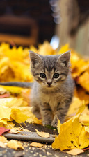 关于猫咪睡觉的小知识