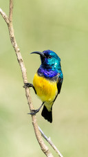 Can the colorchanging sunbird really change colors