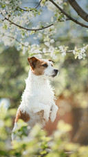 A Cute Dog Standing on The Ground