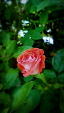 Beautiful Roses