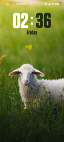 Sheep