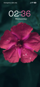 Dewy Blossom