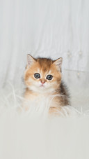 Adorable British Shorthair kitten