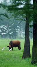 Herding cows and dancing white egrets