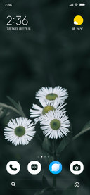 Monochrome Daisy