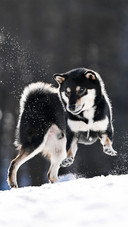 A shiba inu jumping up in the snow