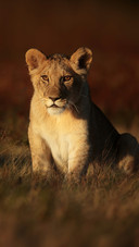 Cute Little Lion Sitting on The Grass