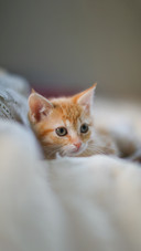 Tiny kitten on bed, playful