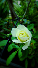 White Roses