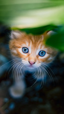 Cute cat-02