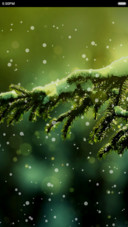 Winter Green