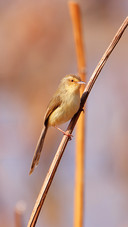 The bird on the withered lotus