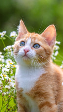 A kitten and a daisy