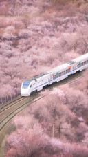 Spring Train