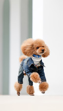 A comprehensive guide to teddy care