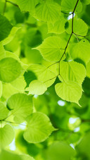 Summer leaves 2