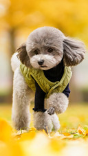 Poodles in autumn scenery 2