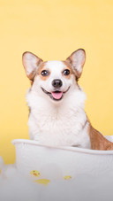 Dog14