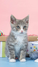 Cat (3)