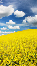 Clouds and rape flowers