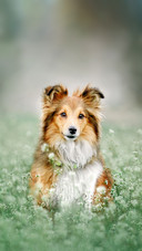 A Shetland Sheepdog Standing in The Grass