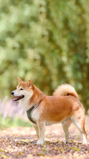 狗狗眼里的铲屎官
