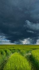 Scenic fields and sky paintings