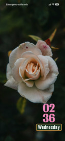 White Rose