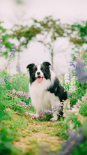 天资聪慧的明星犬