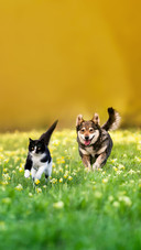 A cat and a dog run merrily through the grass with flowers