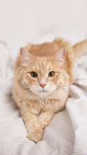 The cat lying on the bed