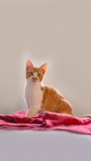 Brown and white cat sitting on a red blanket