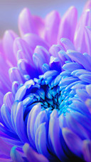international_plant (3)