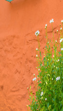 wallflower