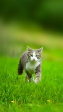 Domestic cat in a summer meadow