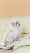 White Bengal Cat Sitting on the Sofa in the House