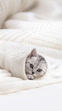 Cute Little Striped Scottish Fold Kitten Cat on White