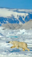 Polar Bear Looking For Food