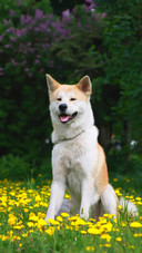 Dog299