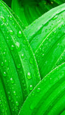 Green eye protection wallpaper