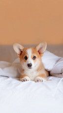 Welsh Corgi Puppy is Lying on the Bed