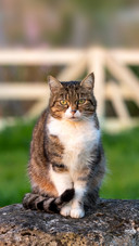 How harmful is it for a cat not to brush its teeth