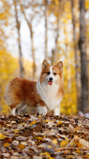Dog395