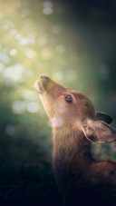 The dreamy deer in nara park