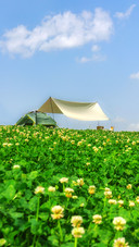Flower sea camping time