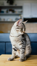猫咪真的记仇吗？