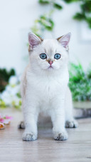 猫咪发腮之谜