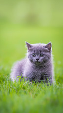 A Cute Kitten Playing on The Grass
